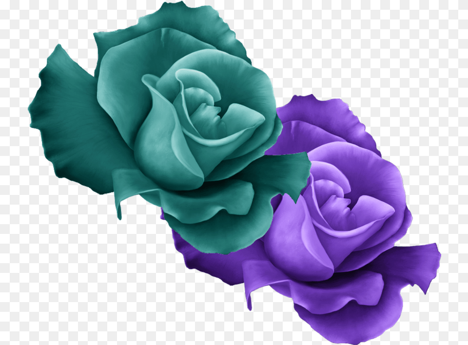 Purple Roses Violet And Green Rose, Flower, Plant Png