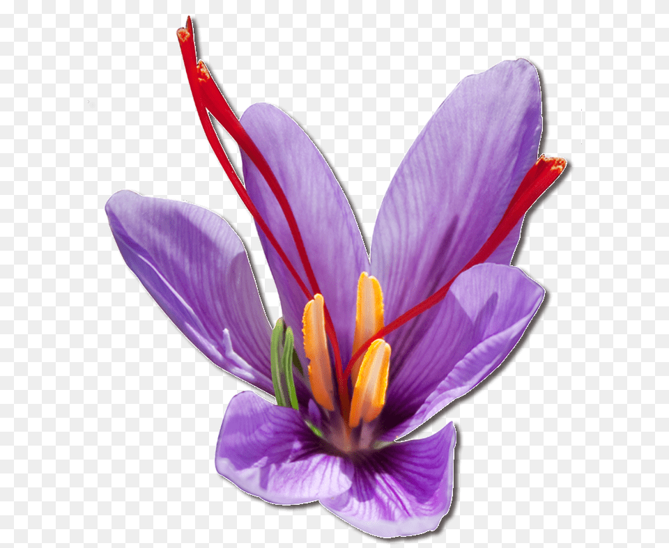 Purple Saffron Flower, Plant, Anther, Crocus Free Png Download
