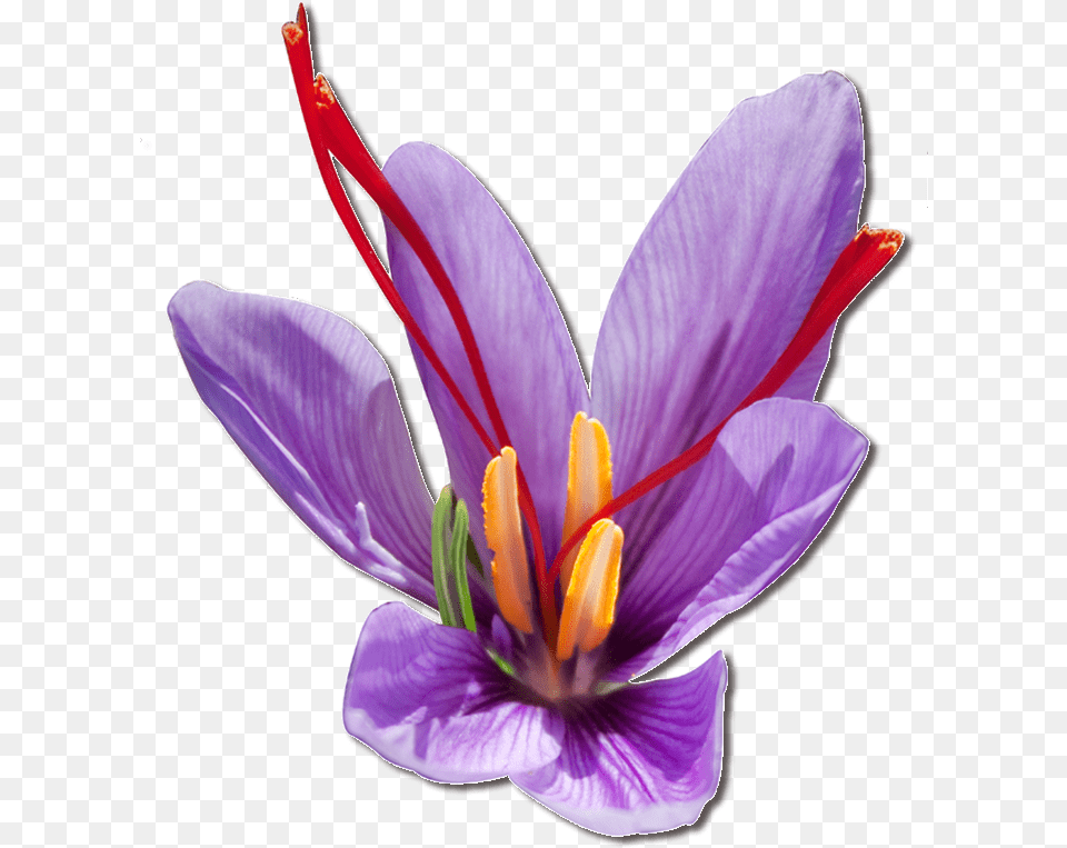 Purple Saffron Flower Transparent Saffron Flower, Plant, Anther, Crocus Free Png Download