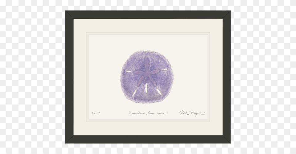 Purple Sand Dollar Nick Mayer Art, Accessories, Gemstone, Jewelry, Flower Png