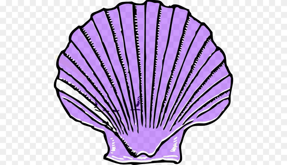 Purple Seashell Clipart, Animal, Clam, Food, Invertebrate Free Png Download