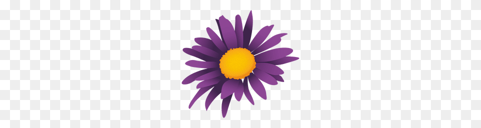 Purple Shield Label, Dahlia, Daisy, Flower, Plant Png Image