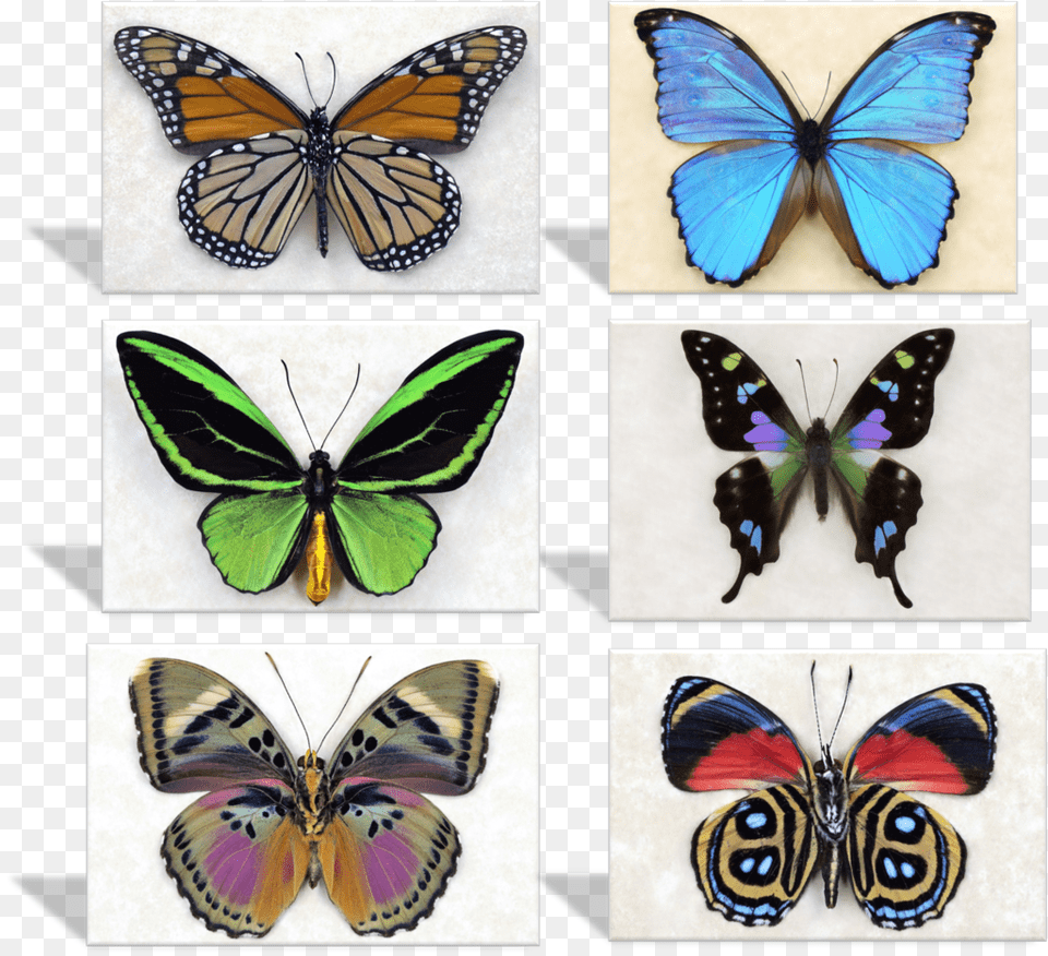 Purple Spotted Swallowtail Butterfly, Art, Collage, Animal, Insect Free Png Download