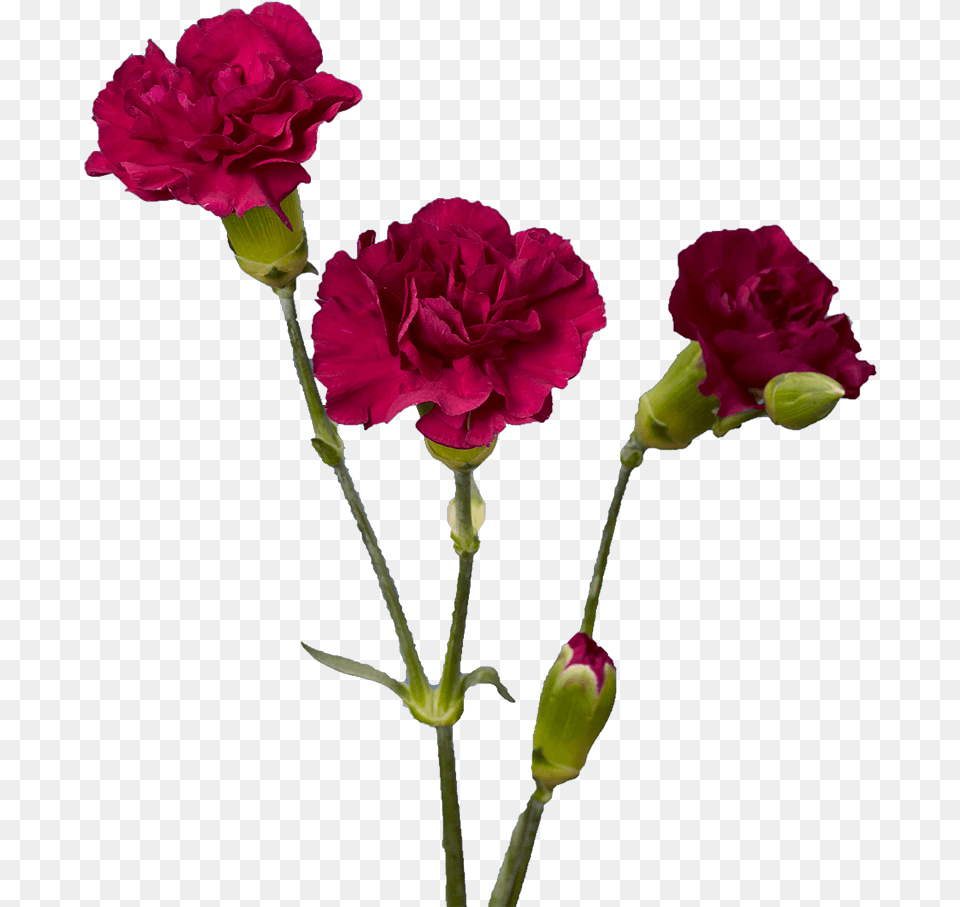Purple Spray Carnations Cheap Garden Roses, Carnation, Flower, Plant, Geranium Free Transparent Png