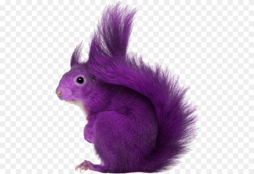 Purple Squirrel, Animal, Mammal, Rodent, Rat Png Image