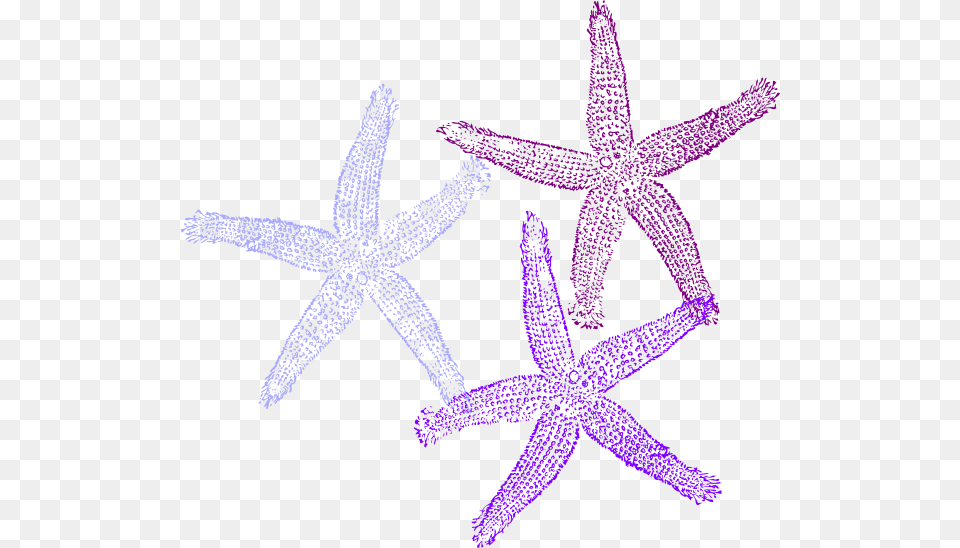 Purple Starfish Clipart Transparent Background Coral Clipart, Animal, Invertebrate, Sea Life, Kangaroo Png Image