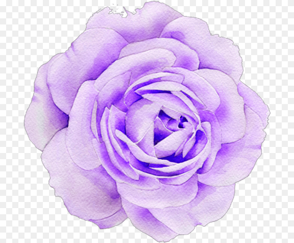 Purple Sticker Flower, Plant, Rose, Geranium, Petal Png Image