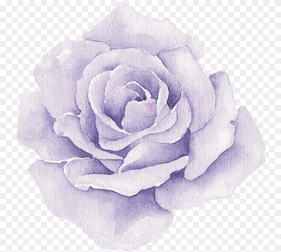 Purple Sticker Transparent Watercolor Flowers, Flower, Plant, Rose, Petal Png Image