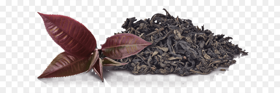 Purple Tea Leaves, Beverage, Leaf, Plant Free Png