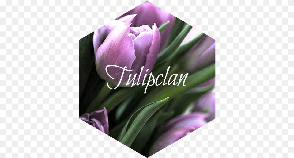 Purple Tulips Tulip, Flower, Petal, Plant, Envelope Free Transparent Png