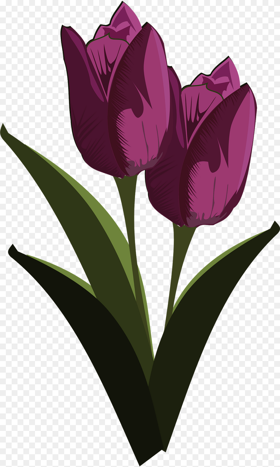 Purple Tulips With Stems Clipart, Flower, Plant, Tulip Free Transparent Png