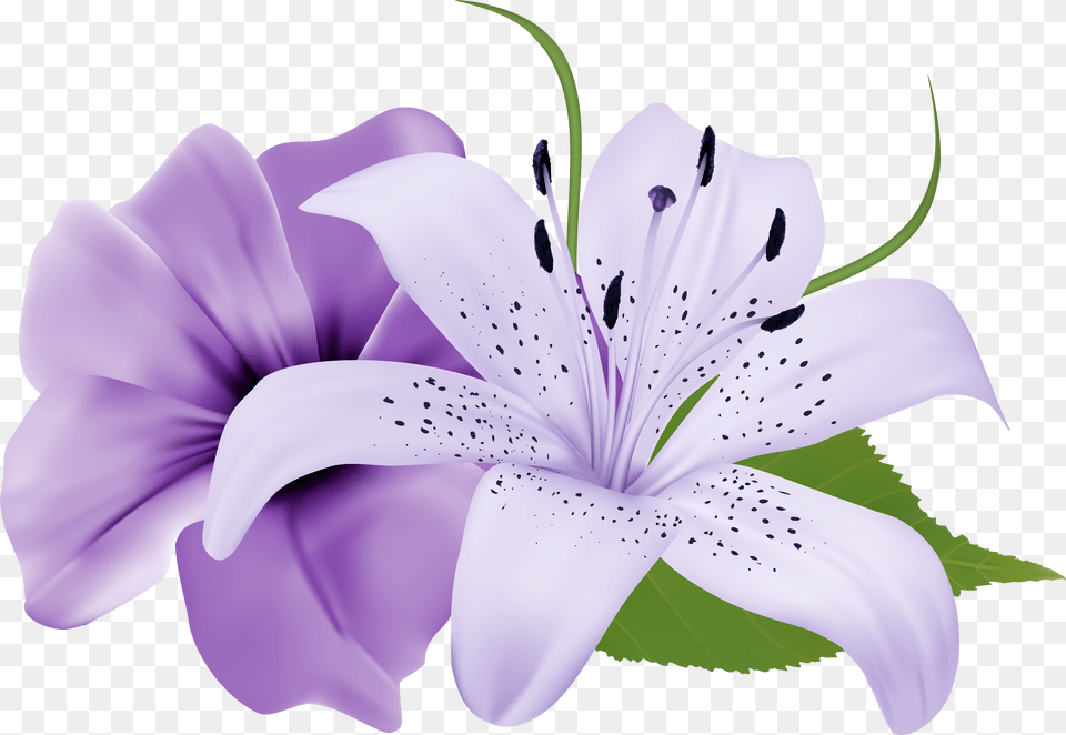 Purple Two Exotic Flowers Clipart Image Mauve Purple Flower, Anther, Plant, Lily, Petal Png