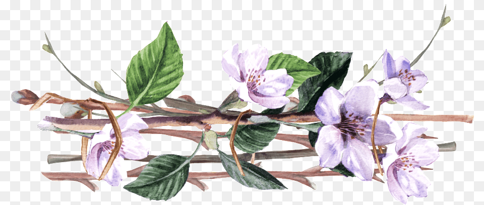 Purple Vine Man Flower Cartoon Transparent This Backgrounds Purple Flower Vines, Acanthaceae, Plant, Leaf, Anther Png