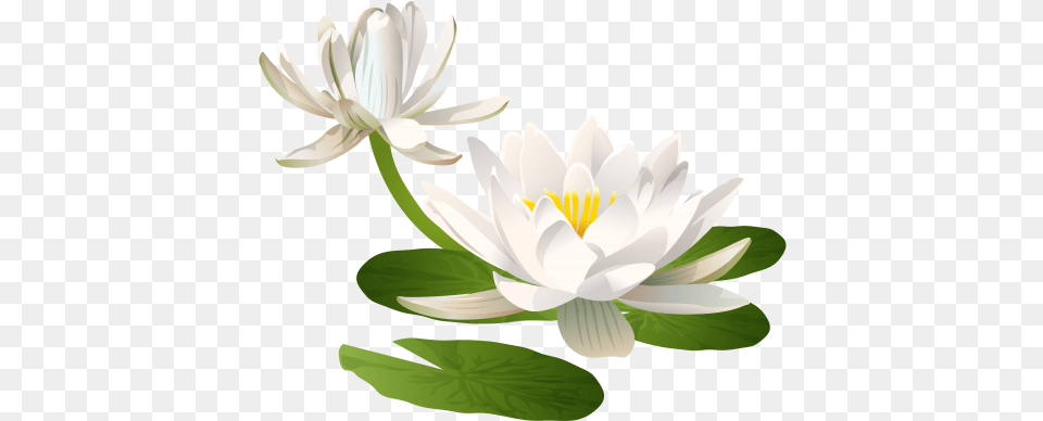 Purple Water Lily Flower, Plant, Anther, Pond Lily, Chandelier Free Transparent Png