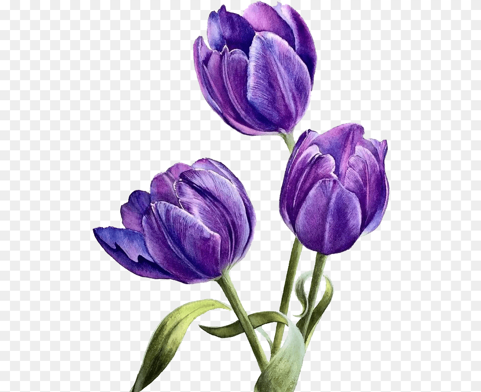 Purple Watercolor Flower Plant, Petal, Rose, Tulip Free Transparent Png