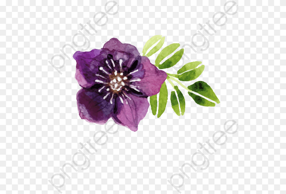 Purple Watercolor Flowers Watercolor Flower Purple Vector Watercolor Purple Flower, Geranium, Petal, Plant, Anemone Png