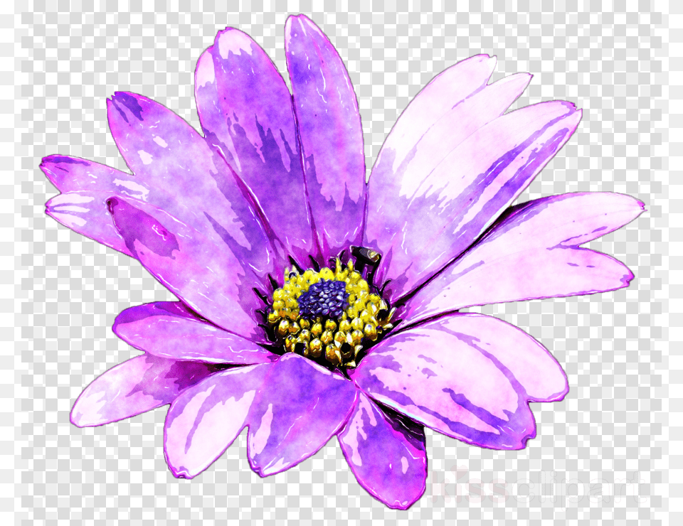 Purple Watercolour Flowers, Anemone, Anther, Daisy, Flower Free Png
