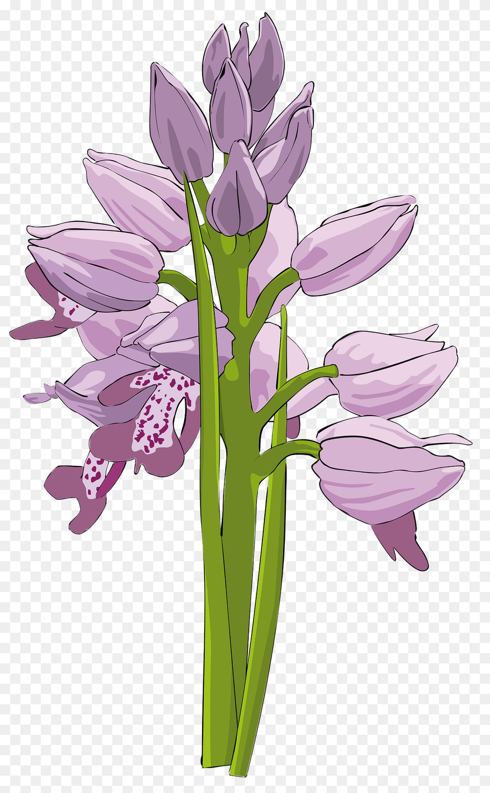Purple Wild Orchids On The Stem Clipart, Flower, Plant, Orchid Png