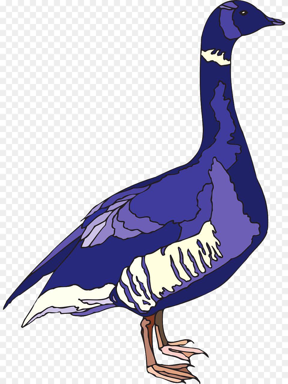 Purple Wings, Animal, Bird, Goose, Waterfowl Free Png