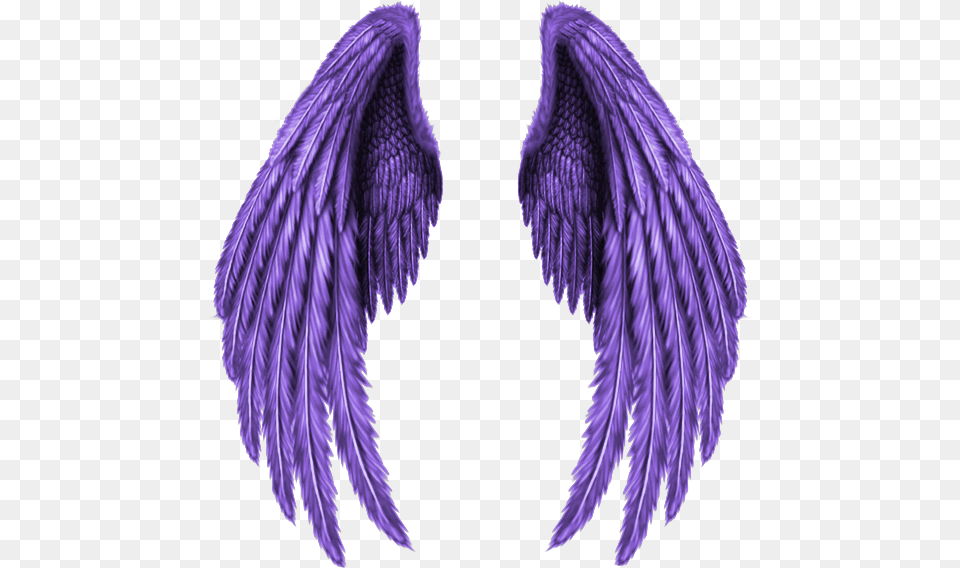 Purple Wings, Animal, Bird Png Image