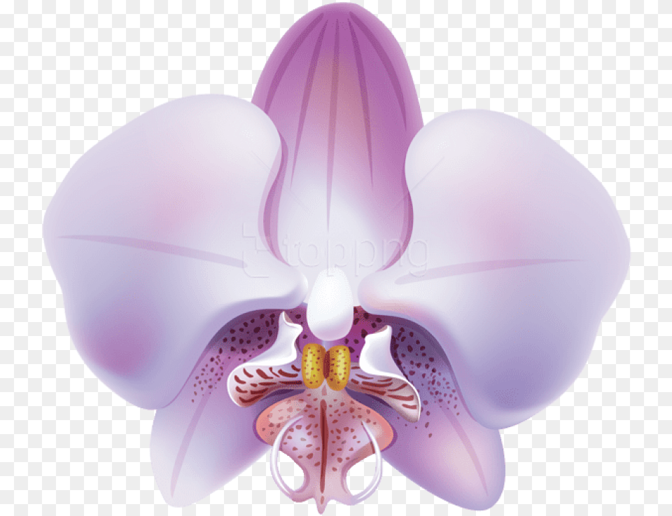 Purplevioletmoth Orchidsymmetryclip Artflowering Orquideas Lilas, Flower, Orchid, Plant Free Transparent Png