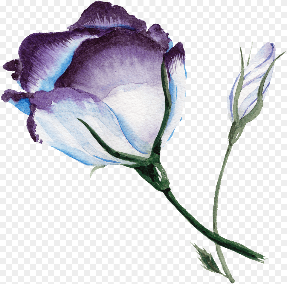 Purplish Blue Flower Watercolor Flower Folder Watercolor Background, Plant, Rose, Petal Free Png Download