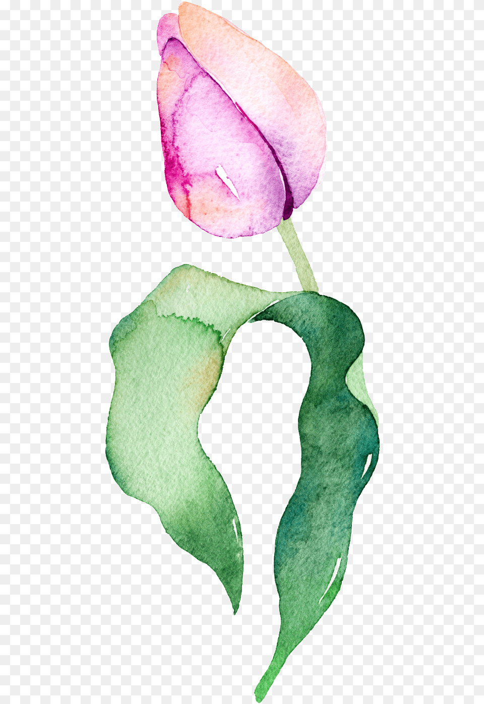 Purplish Tulip Transparent Decorative Material Flower, Bud, Petal, Plant, Sprout Png