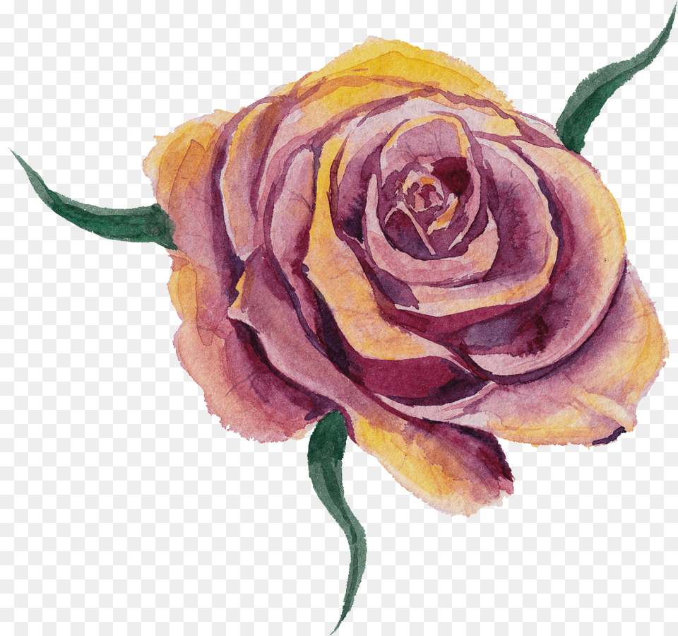 Purplish Yellow Flower Watercolor Transparent Flower It39s Hard Growing Up Without A Father But Its Easy, Plant, Rose Free Png Download