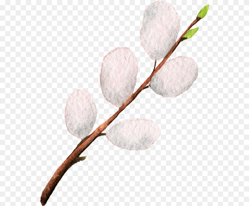 Pussy Willow, Plant, Petal, Flower, Leaf Free Transparent Png