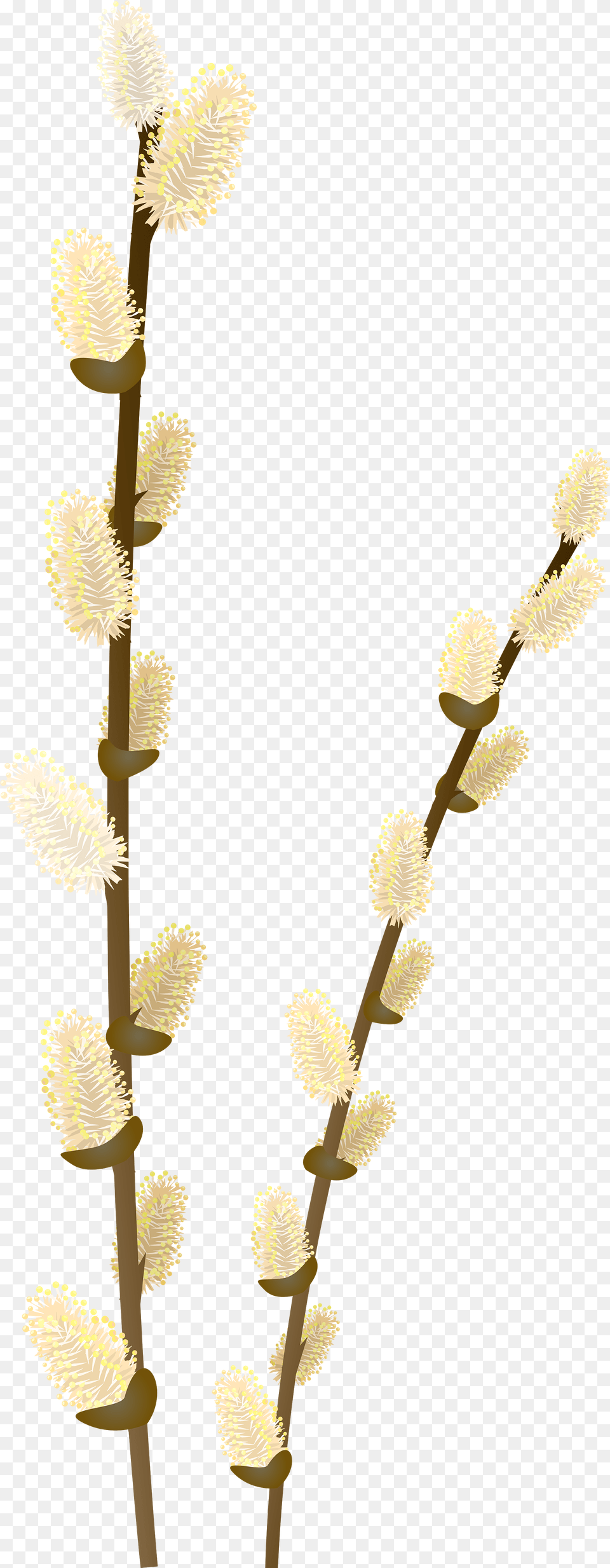 Pussy Willow Branch Clip Art, Plant, Grass, Flower, Bud Free Png Download