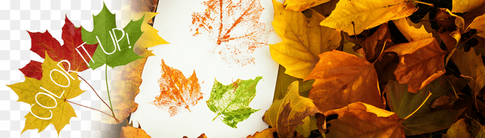 Put A White Sheet Of Paper On Top Of Your Leaf Leaf, Plant, Tree, Maple, Maple Leaf Png Image