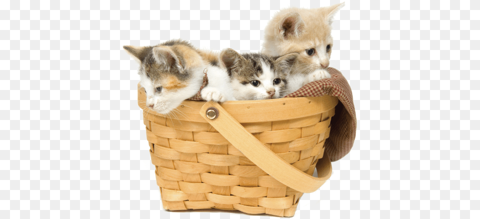 Put All Your Pets In One Basket Kittens In A Basket, Animal, Cat, Kitten, Mammal Png Image