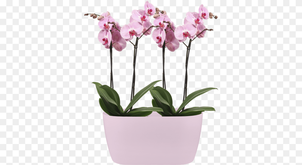 Put Multiple Orchids In One Pot, Flower, Orchid, Plant, Flower Arrangement Png