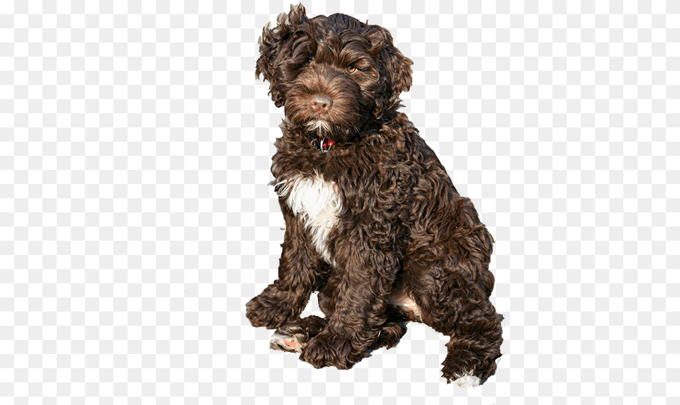 Pwd Foundation Inc Brown Portuguese Water Dog, Animal, Canine, Mammal, Pet Free Transparent Png