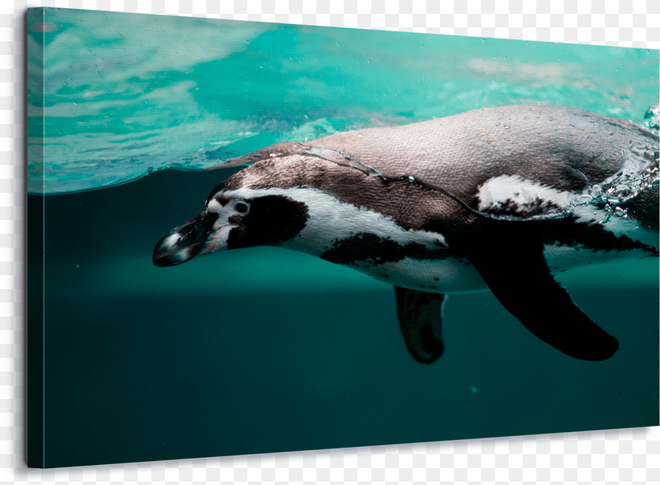 Pwnguin Swimming, Animal, Bird, Penguin Png