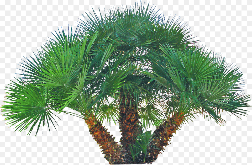Pygmy Date Palm, Palm Tree, Plant, Tree Free Png