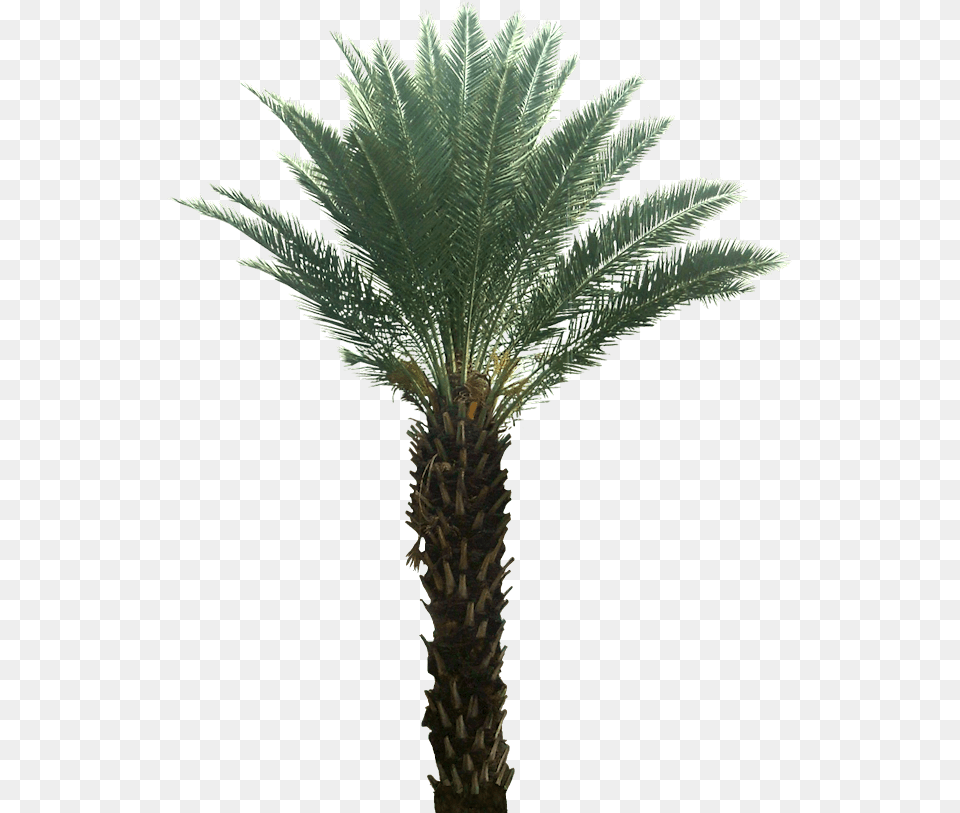 Pygmy Date Palm Desert Plants Transparent Background, Palm Tree, Plant, Tree Free Png