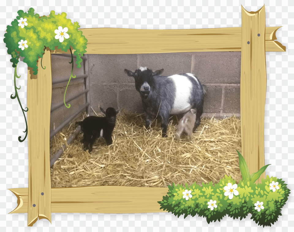 Pygmy Goats Are Very Sociable Creatures So It Is Very Little Owl Farm Park Worcestershire, Animal, Mammal, Pig, Outdoors Free Png Download
