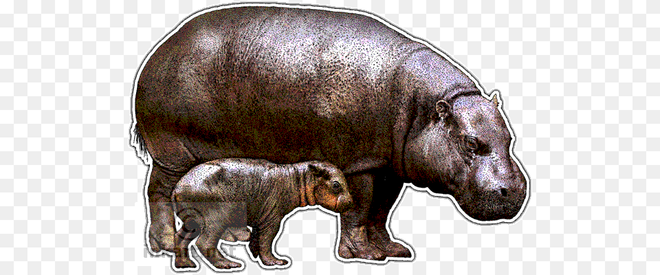 Pygmy Hippopotamus Decal Pygmy Hippo In Art, Animal, Mammal, Wildlife, Bear Png Image