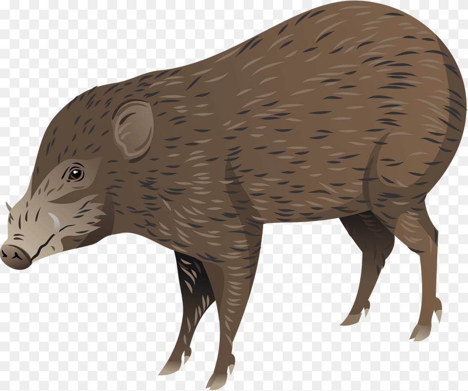 Pygmy Hog Clipart, Animal, Boar, Mammal, Pig Png