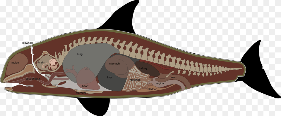 Pygmy Killer Whale Anatomy, Animal, Fish, Sea Life, Shark Png