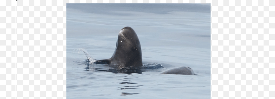 Pygmy Killer Whale Feresa Attenuata Off Maputo Mozambique Pygmy Killer Whale, Animal, Sea Life, Mammal, Sea Lion Png