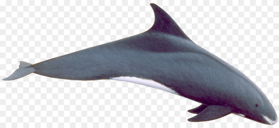 Pygmy Killer Whale Pygmy Killer Whale, Animal, Sea Life, Dolphin, Mammal Png