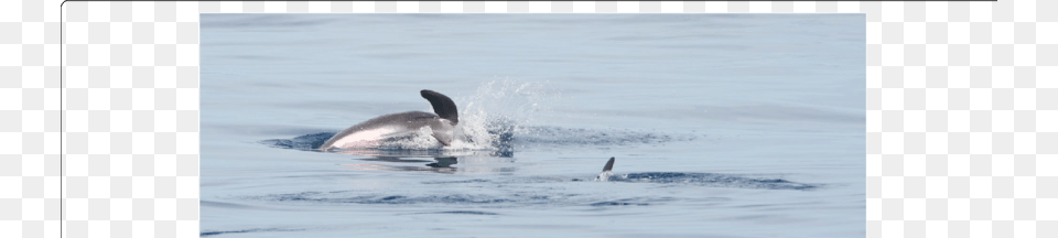 Pygmy Killer Whales Feresa Attenuata Off Maputo Mozambique Sea, Animal, Dolphin, Mammal, Sea Life Free Png