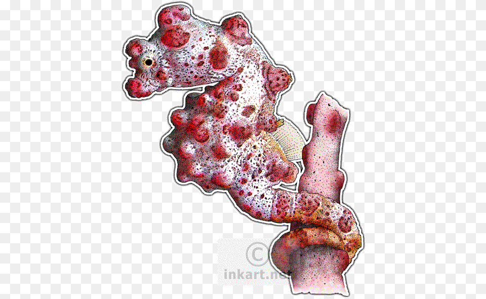 Pygmy Seahorse Decal Pygmy Seahorse Clipart Png Image