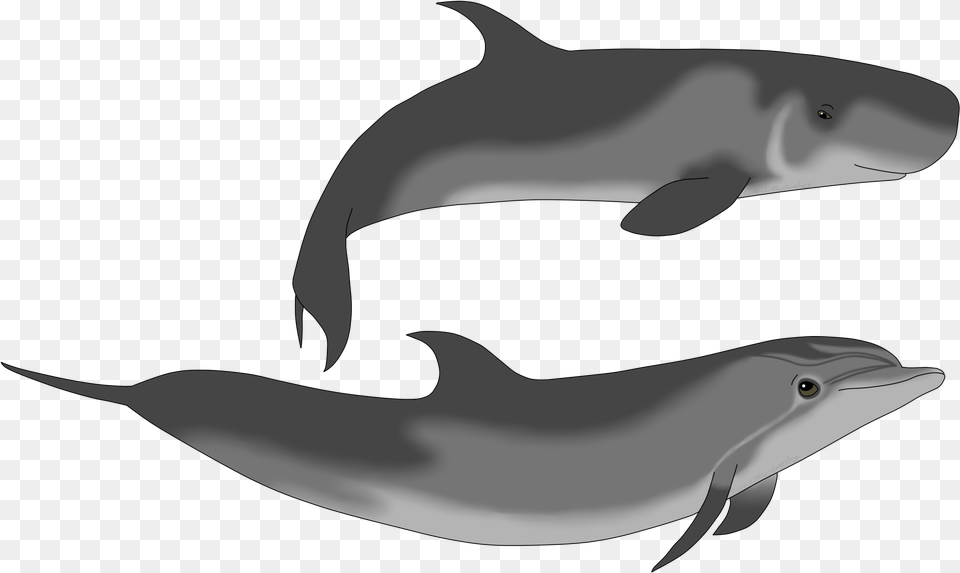 Pygmy Sperm Whale And Dolphin, Animal, Mammal, Sea Life, Fish Free Png