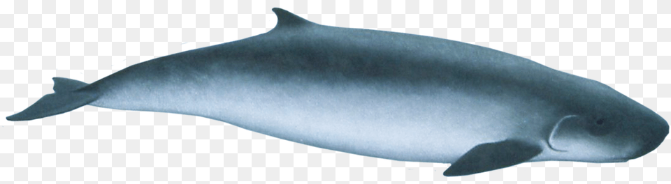 Pygmy Sperm Whale Pygmy Sperm Whale, Animal, Sea Life, Fish, Shark Png