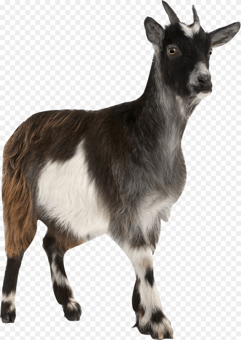 Pygmy Toggenburg Russian Stock Photography Mountain Goat Cow And Sheep, Livestock, Animal, Mammal, Antelope Free Png