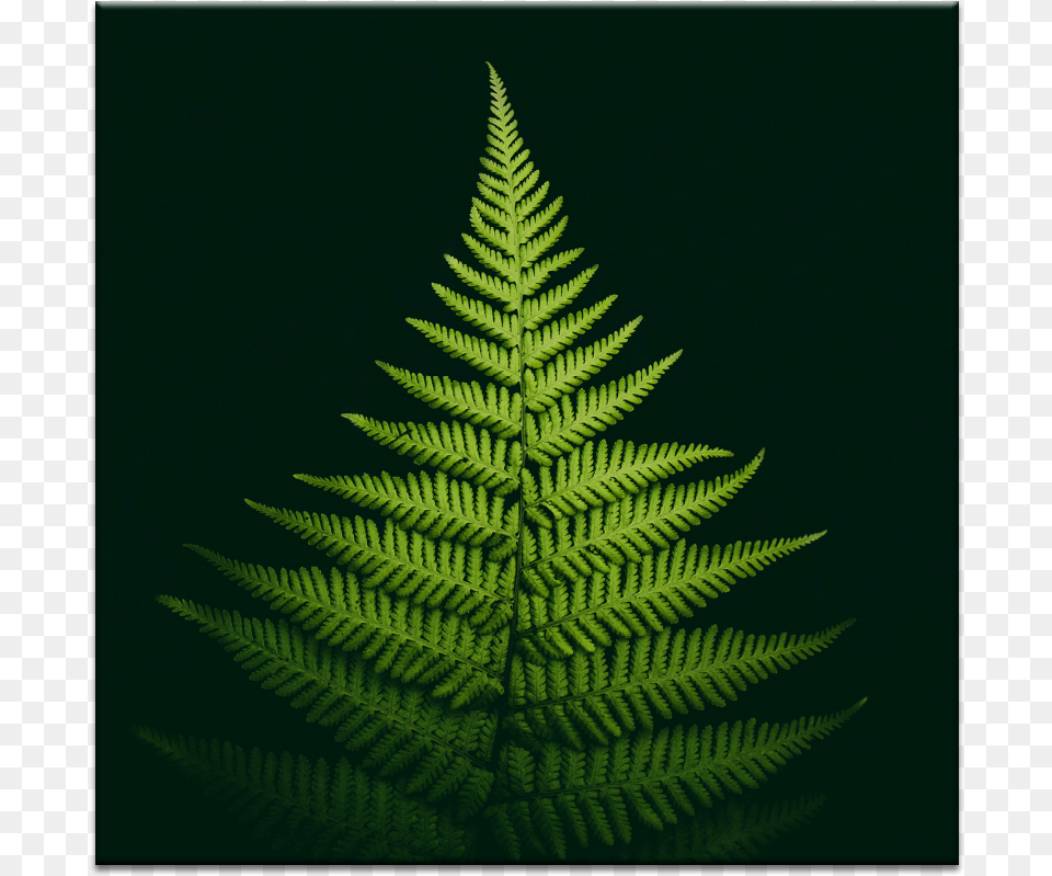 Pyramid Fern Green Leaf Background For Iphone, Plant Png Image