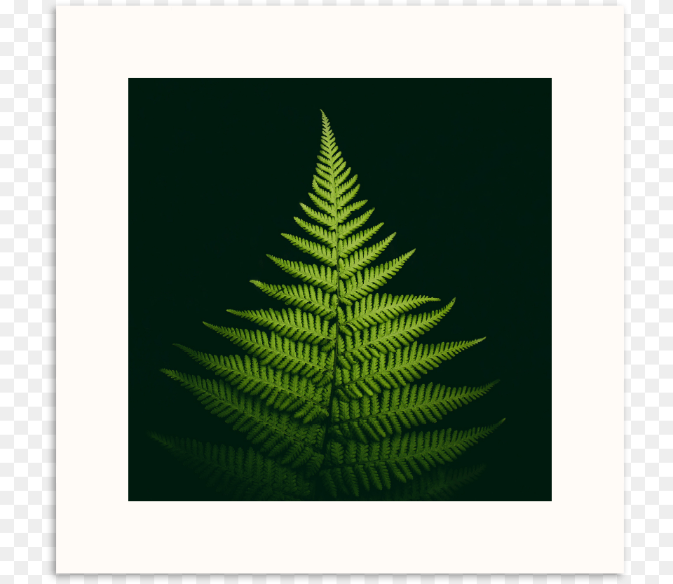 Pyramid Fern Mobile Phone, Plant, Leaf Png